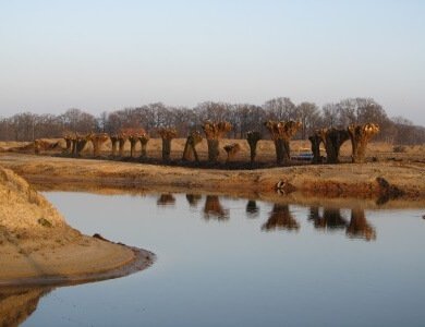 Onderhoud knotten wilgen | Groenvoorziening, hoveniersbedrijf en bosbouw